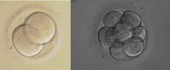 Magli MC et al. Atlas of human embryology_5